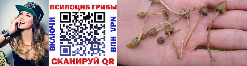 наркотики Чистополь Псилоцибиновые грибы Cubensis